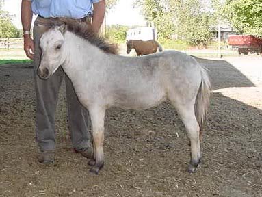 eleganceleftsid easep17