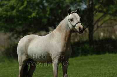 elegancer924_01 5_1036