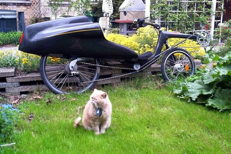 Kitty no want picture taken