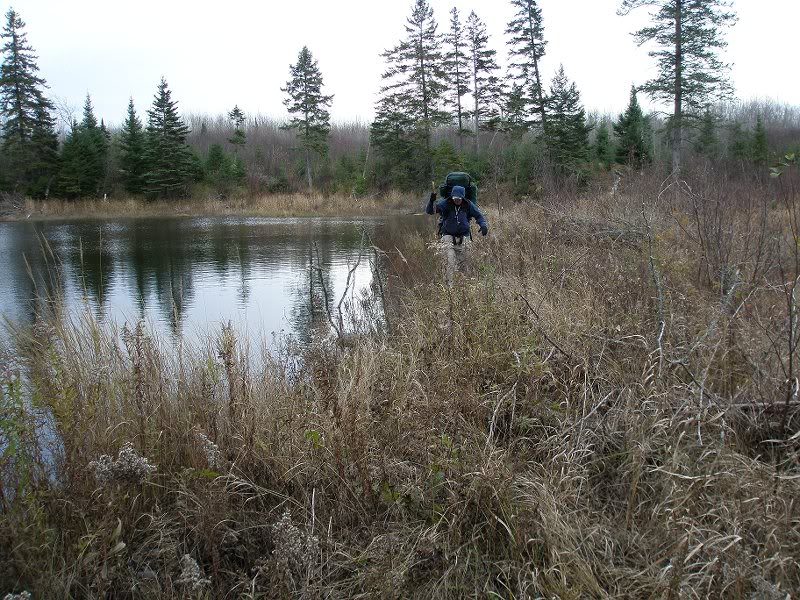 Bill using an overgrown beaver dam to cross Taylor Crk