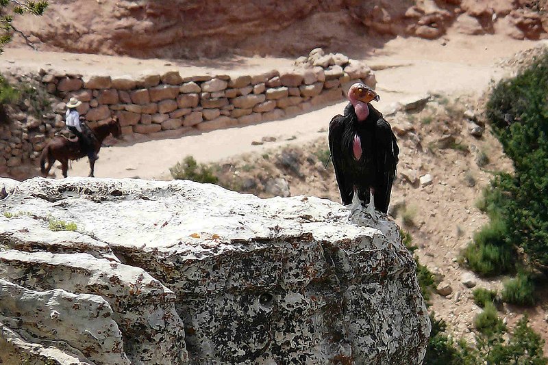 California Condor, Grand Canyon