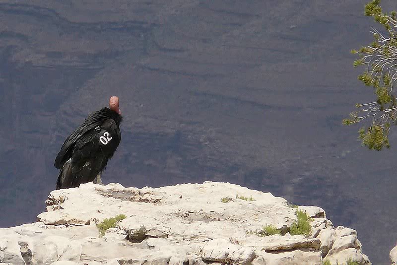 California Condor in Grand Canyon