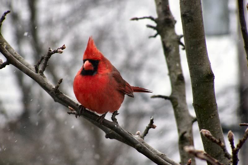 Cardinal in Snow