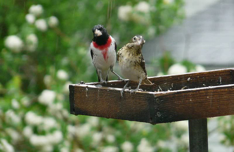 Grosbeaks