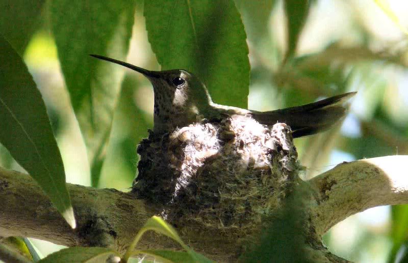 Hummingbird Nest