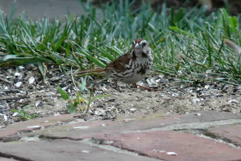 Song Sparrow