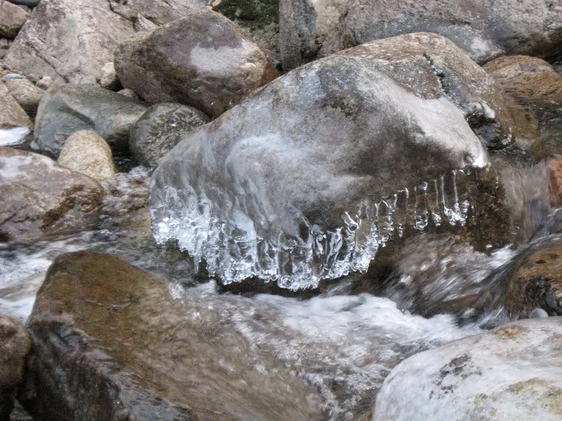 The elusive Gale River rock-eating squid