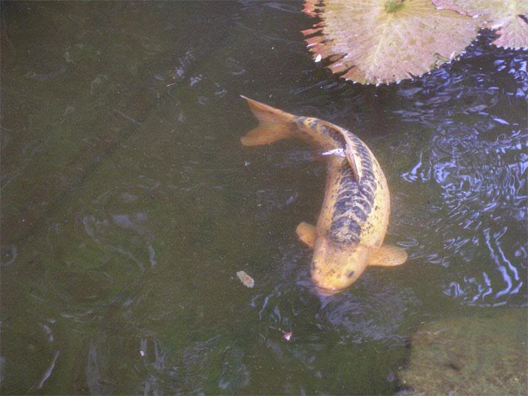 Fish in pond outside Royal lobby