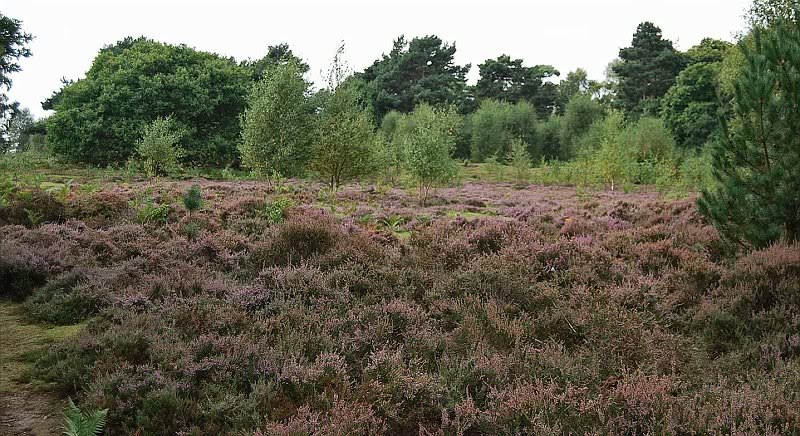 a bawd heather sutton heath
