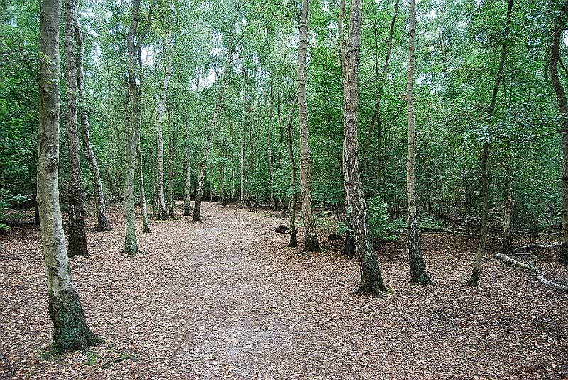 a bawd sutton heath suffolk birches