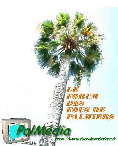 palmier menton eff2 11 (palmedia-2)