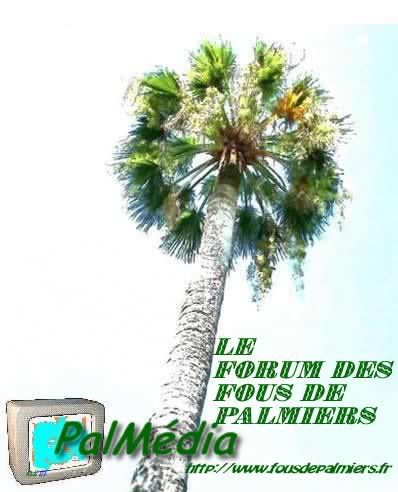 palmier menton eff2 11 (palmedia)
