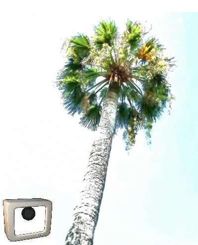 palmier menton eff2 11 (screen)