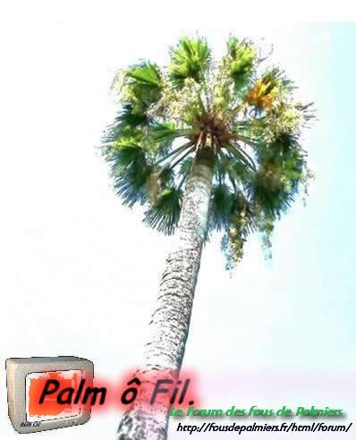 palmier menton eff2 11 (screen211)