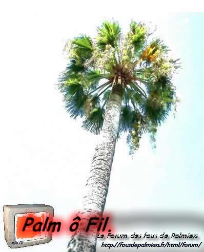 palmier menton eff2 11 (screen212)