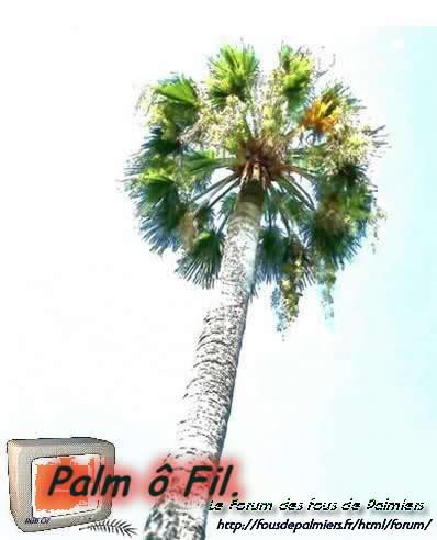 palmier menton eff2 11 (screen214)