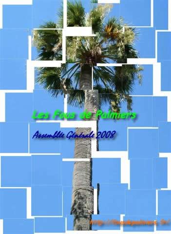 palmier menton eff6 (ag2008-1)