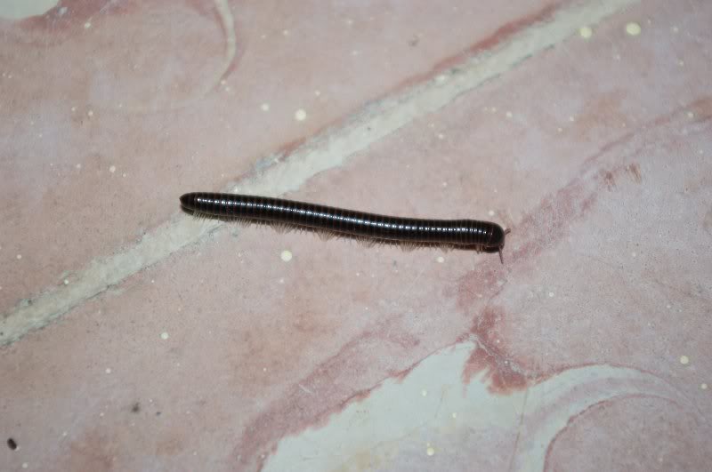 the gross millapede thing we keep finding....