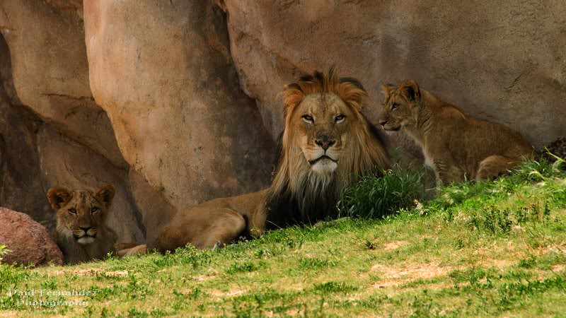 Dad and the Kids in the Shade of the Denver Zoo