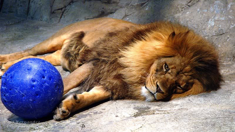 Lion (Bora) Resting at the MGM Grand in Las Vegas