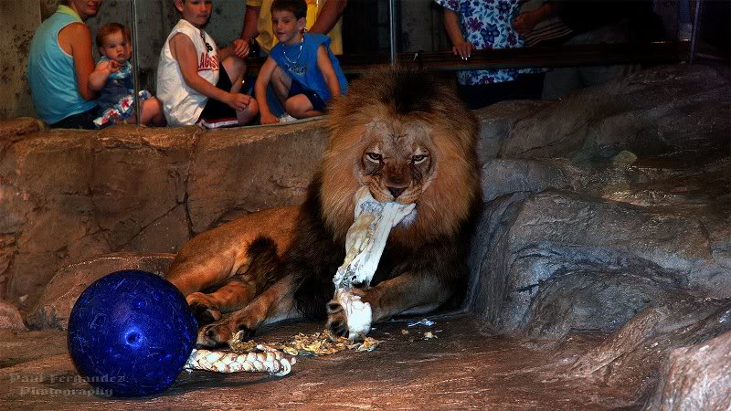 Lion (Bora) Rips Toy Apart at the MGM Grand in Las Vega...