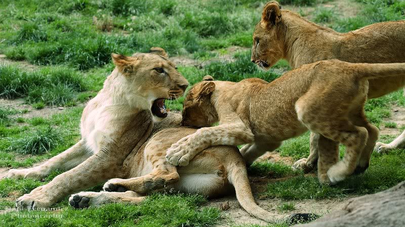 Lion Cubs at Play at the Denver Zoo