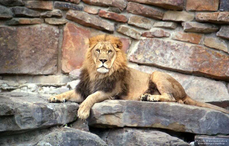 Lion Resting at the Philadelphia Zoo