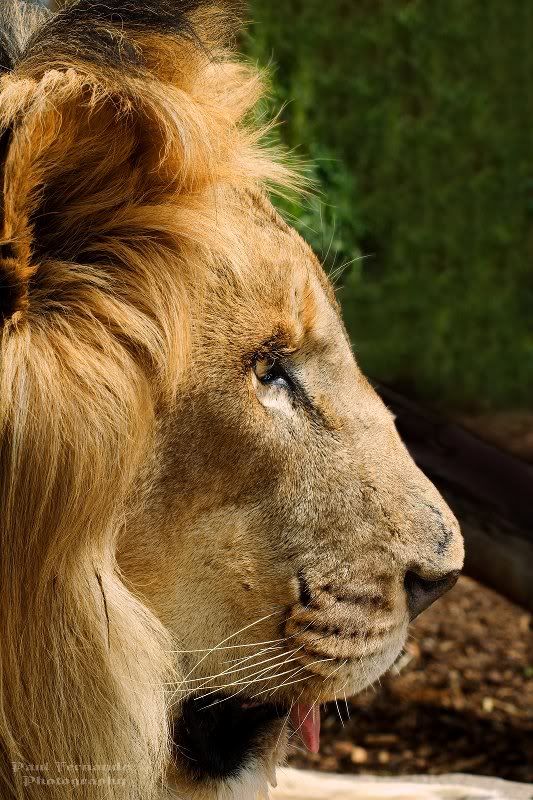 Lion in Profile with its Tongue Out at the Denver Zoo