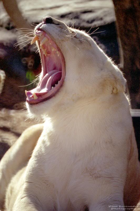 White Lioness Opens Wide at the Philadelphia Zoo