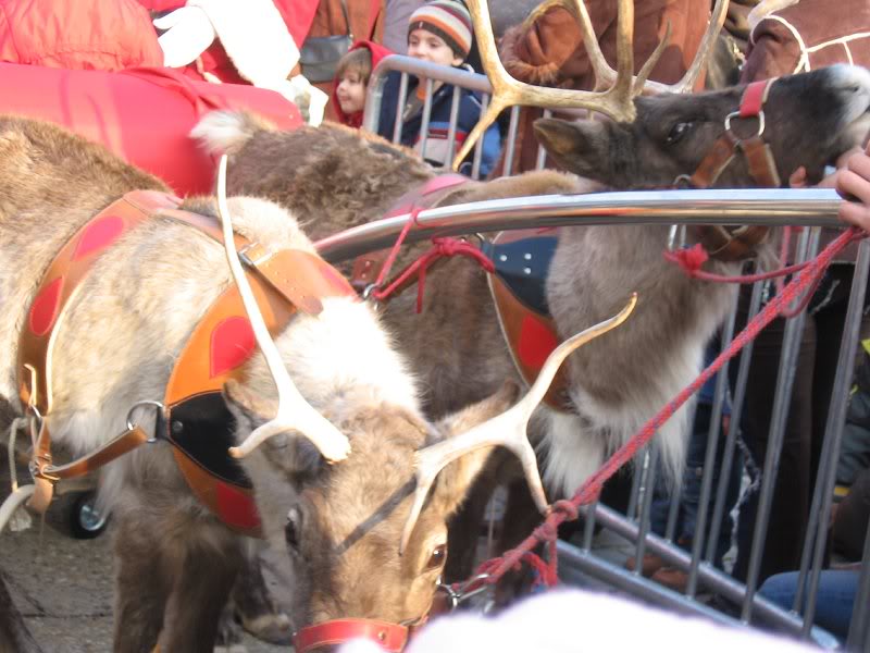 Stau cimintei la poza