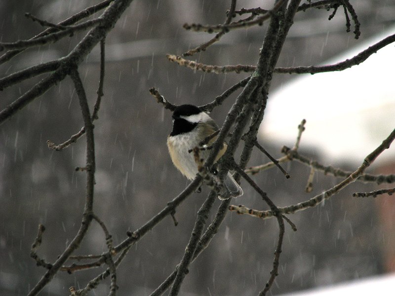 Black-capped chickadee