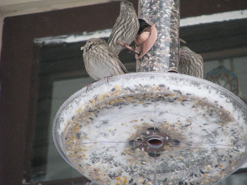 House finches (female)