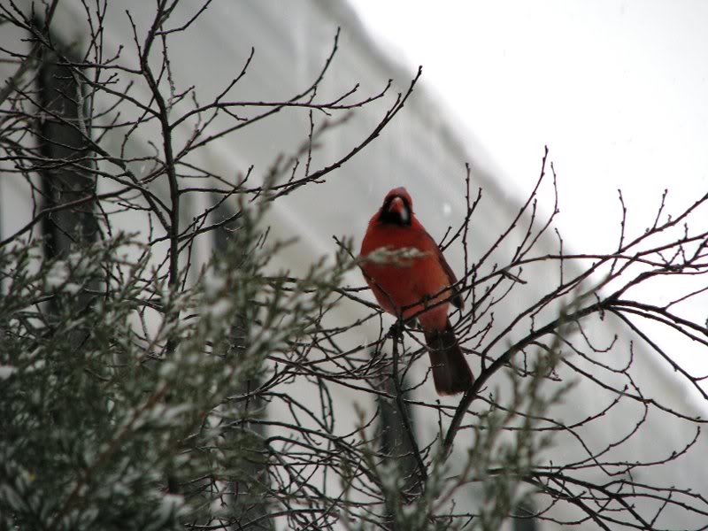 Northern cardinal (male)