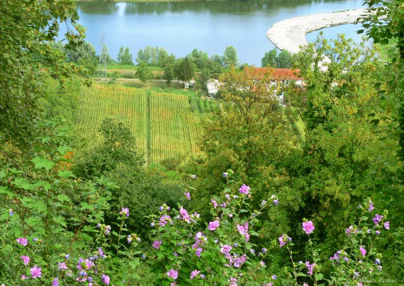 P1050259 Panorama sul Po e sul vigneto dal terrapieno d...