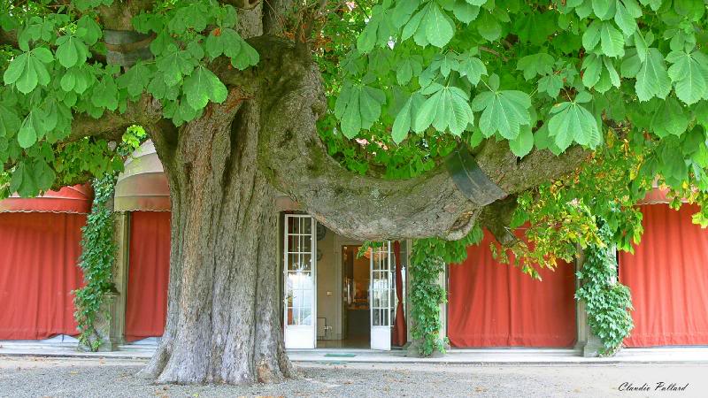 P1050263 L'ippocastano secolare tanto amato da Alberto ...