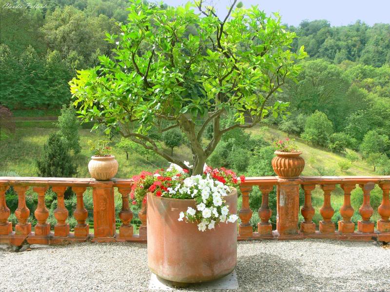 P1050269 Balaustra in cotto verso il parco