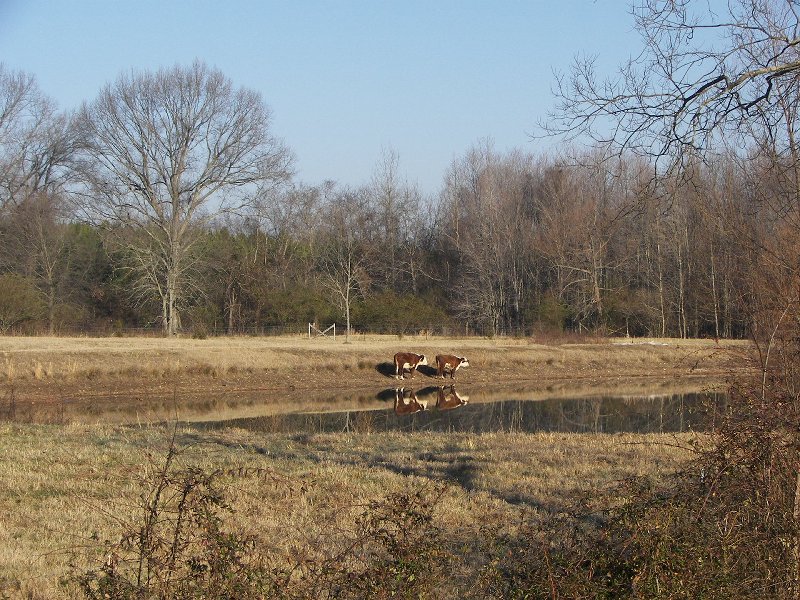 Two Cows Mirrored on a Pond