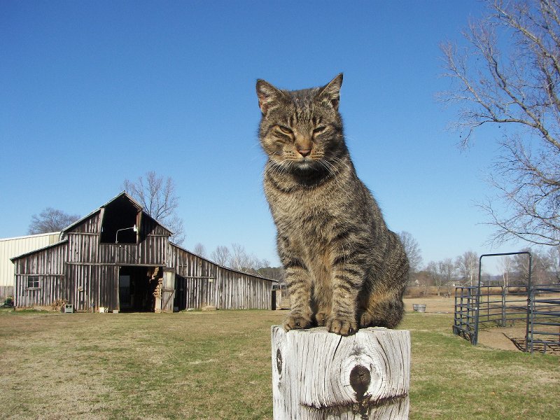cat on a post (1)