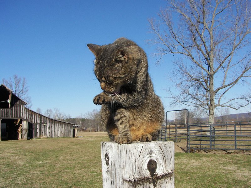 cat on a post (2)
