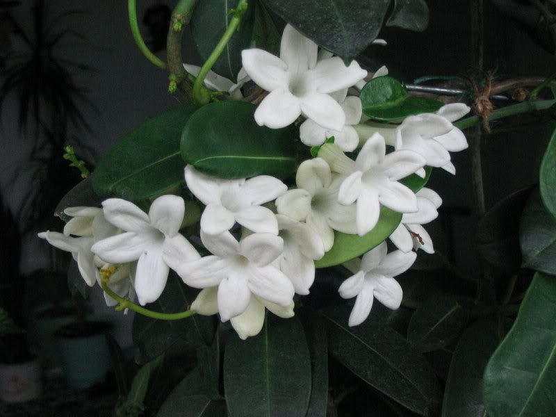 Stephanotis floribunda