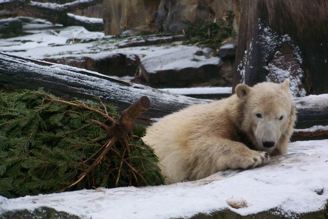Ich komme auf die Anlage mit tollen Showplaenen fuer he...