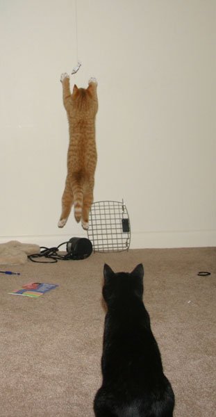 Jumping after the toy