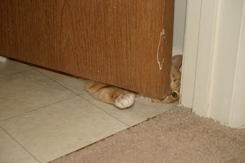 have you seen my cat?