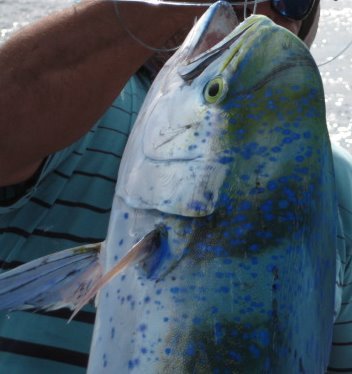 colorful dorado-1