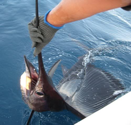 froggies sailfish-1