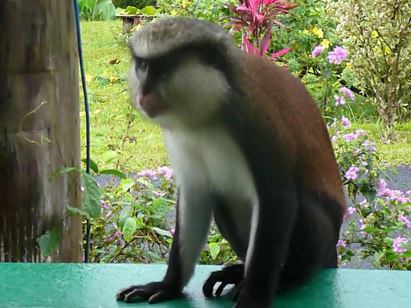 mona monkey 2