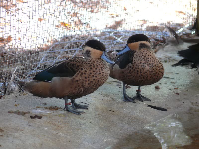 Hottentot Teal