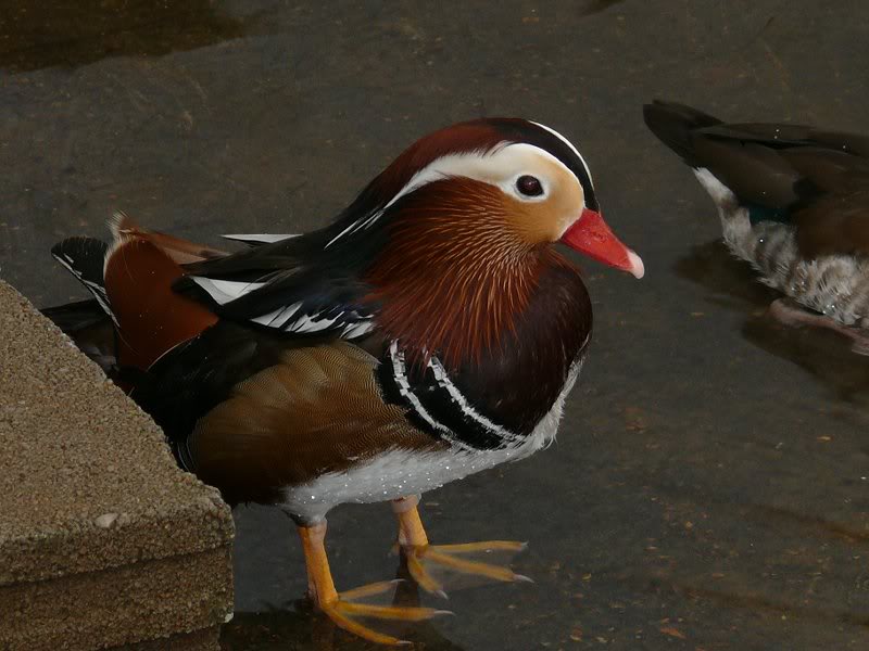Mandarin Drake