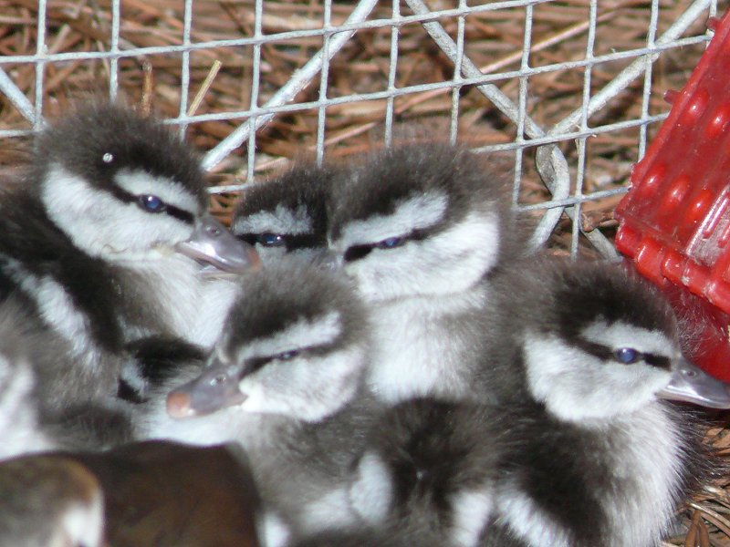 Ringed Teal Babies Newborn