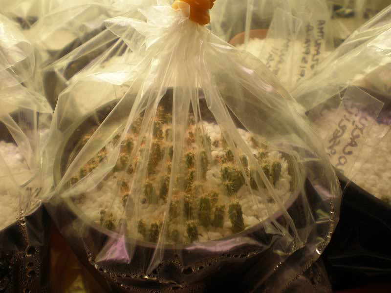 germinatoio & nascite 1